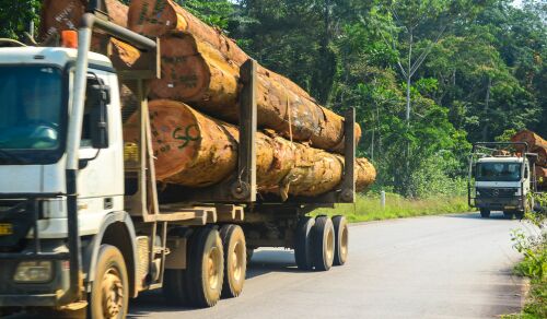 Transporturile de lemn vor fi monitorizate cu AI