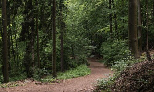 Terenurile forestiere vor fi dobandite si evaluate dupa noi reguli